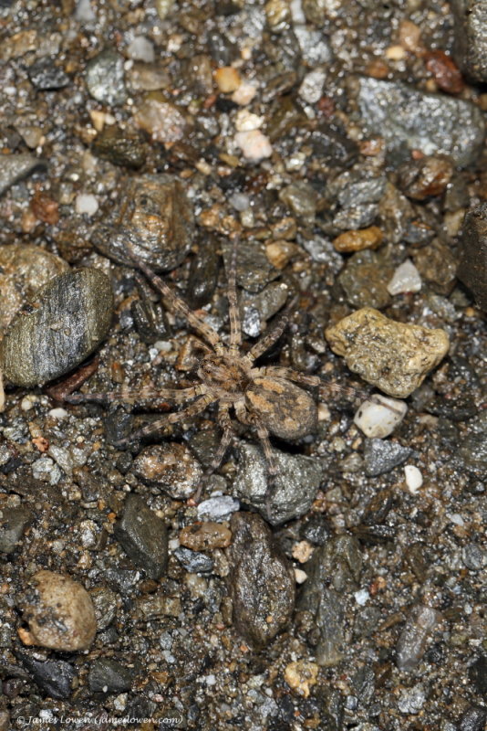 Spain invertebrates
