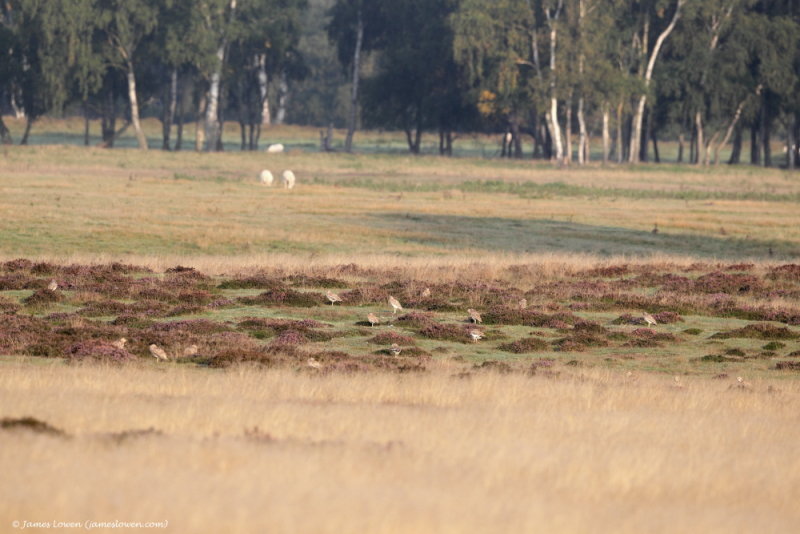 Stone-Curlews 