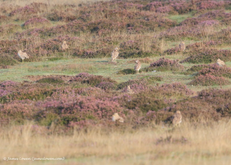 Stone-Curlews 
