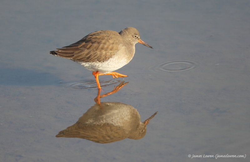 Common Redshank