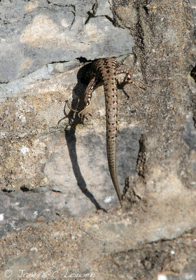 Common Wall Lizard