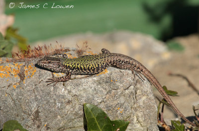 Common Wall Lizard