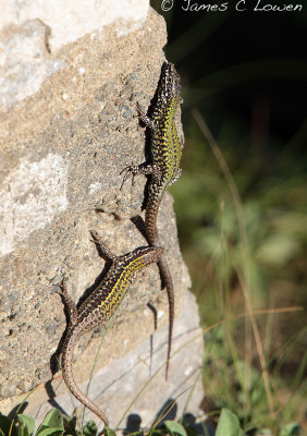 Common Wall Lizard