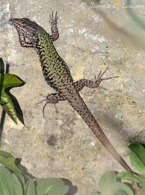 Common Wall Lizard