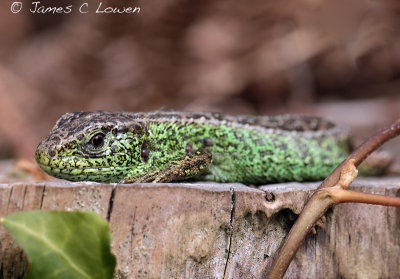 Sand Lizard