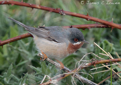 Eastern Subalpine Warbler