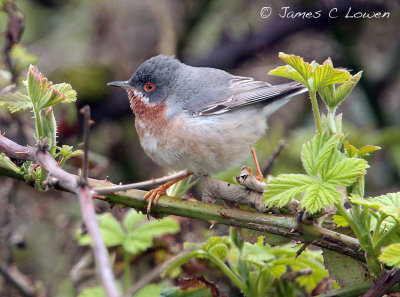 Eastern Subalpine Warbler