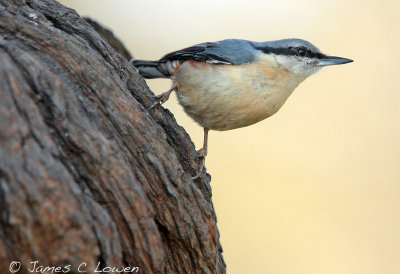 Nuthatch