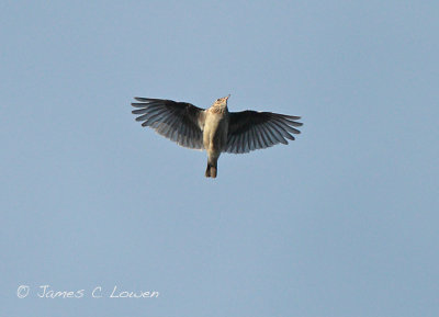 Wood Lark