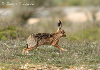 European Hare