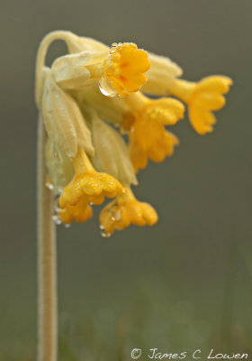 Cowslip