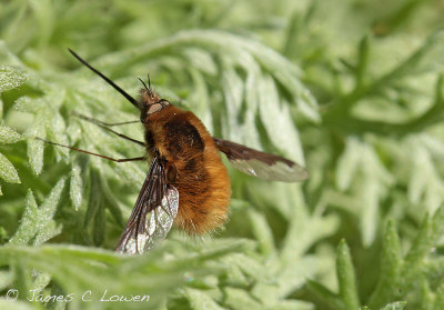 Large Bee-Fly