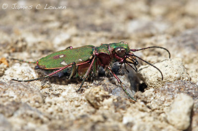 Green Tiger Beetle