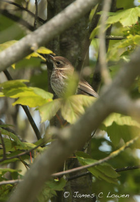 Dusky Thrush