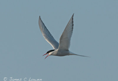 Arctic Tern