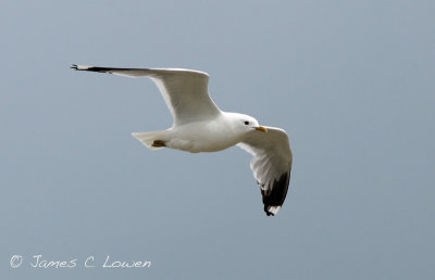 Common Gull