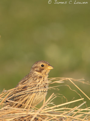 Corn Bunting
