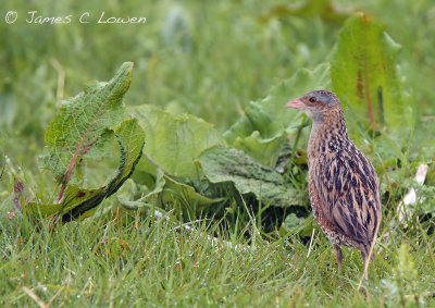 Corn Crake