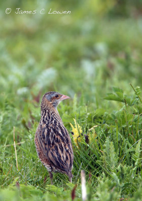 Corn Crake