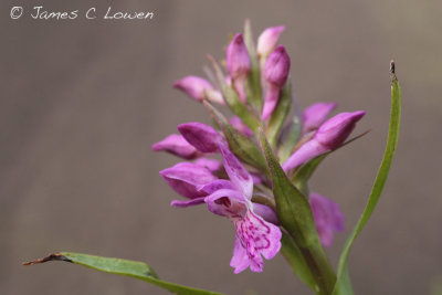 Northern Marsh Orchid