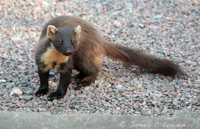 Pine Marten