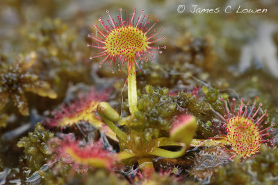 Round-leaved Sundew