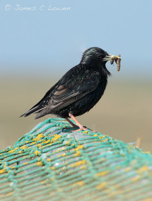 Hebridean Starling