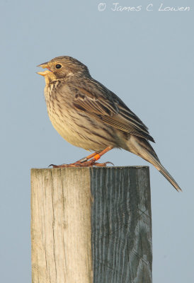 Corn Bunting