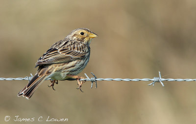 Corn Bunting