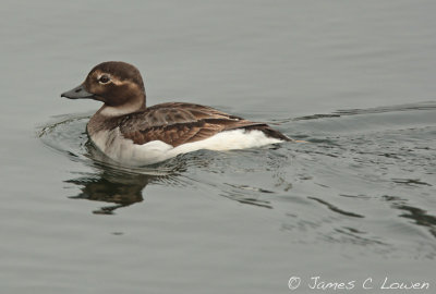 Long-tailed Duck