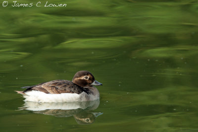 Long-tailed Duck