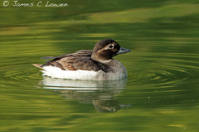 Long-tailed Duck