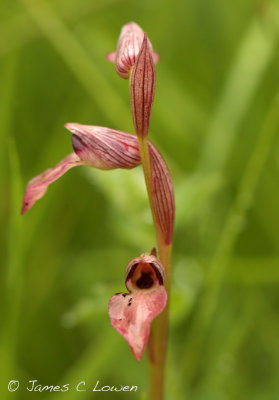 Tongue Orchid sp