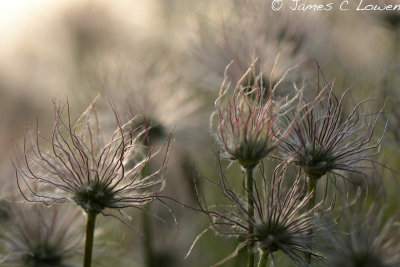 Pasqueflower