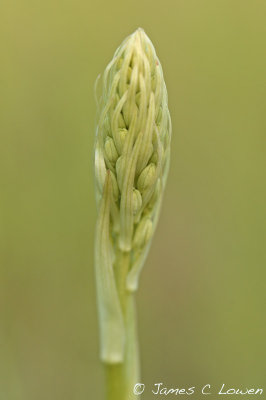 Lizard Orchid