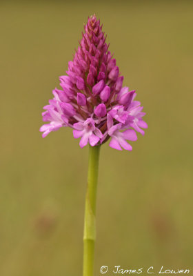 Pyramidial Orchid