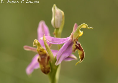 Wasp Orchid