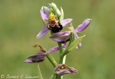 Bee Orchid
