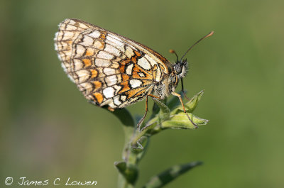 Heath Fritillary