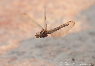 Keeled Skimmer