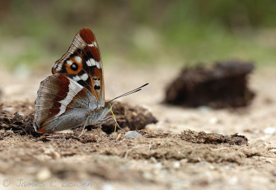 Purple Emperor