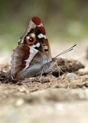 Purple Emperor