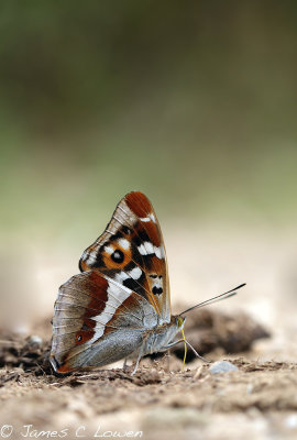 Purple Emperor