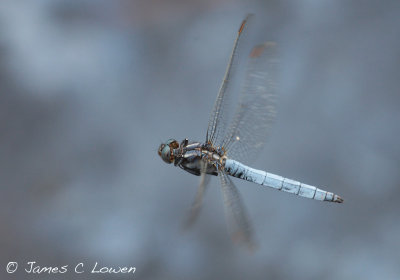 Keeled Skimmer