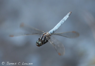 Keeled Skimmer