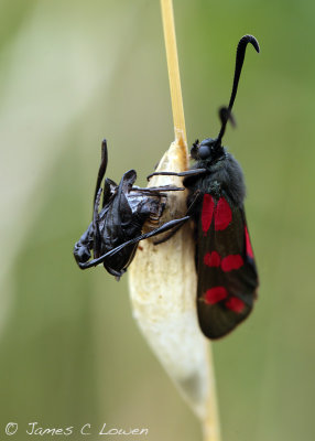 Six-spot Burnet