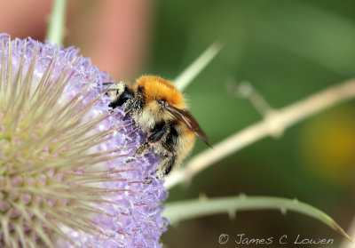 *NEW* Brown-banded Carder Bee