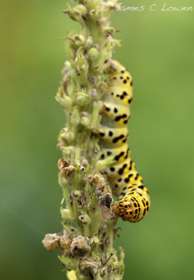 Striped Lychnis caterpillar