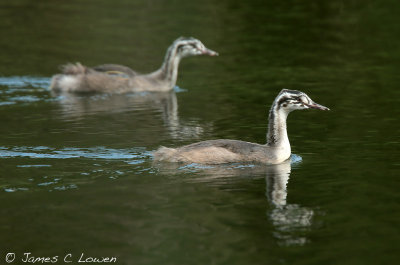 Great Crested Grebe