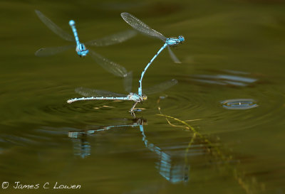Common Blue Damselfly